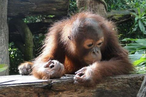 W Indonezji ludzie ratują orangutany przed... ludźmi. Poznaj historię Veny