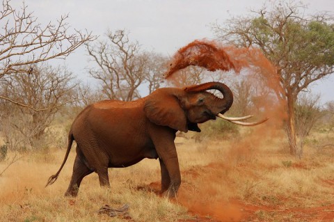 100 ton kości słoniowej spłonęło, by ocalić słonie przed wyginięciem