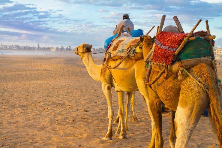 b2ap3_thumbnail_Agadir-camel-shutterstock_162835286.jpg