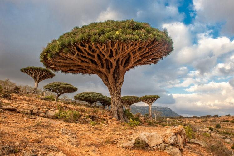 Smocze drzewo rosnące na wyspie Sokotra – Jemen