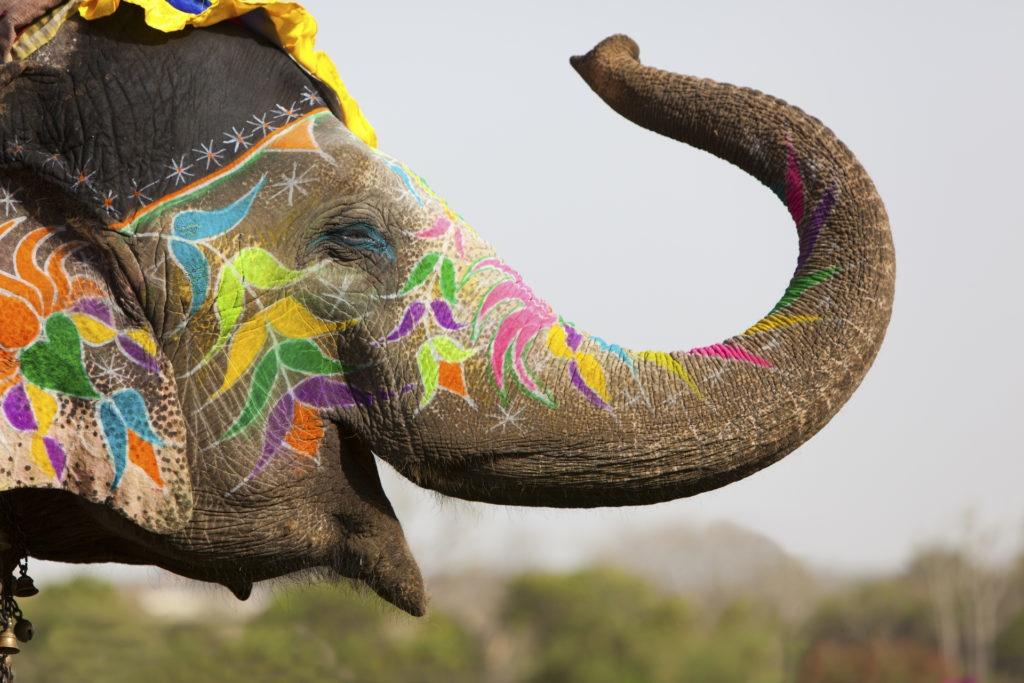 pomalowany słoń indyjski z podniesioną trąbą