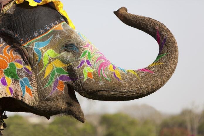 kolorowy słoń w Indiach
