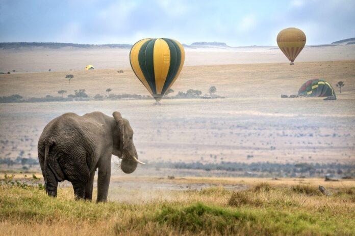 park narodowy masai mara kenia słoń i balony