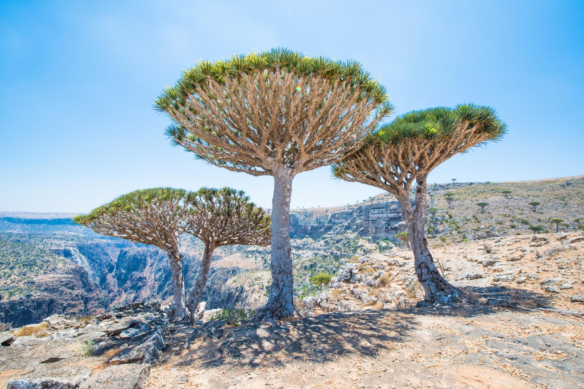 Smocze drzewo rosnące na wyspie Sokotra, Jemen