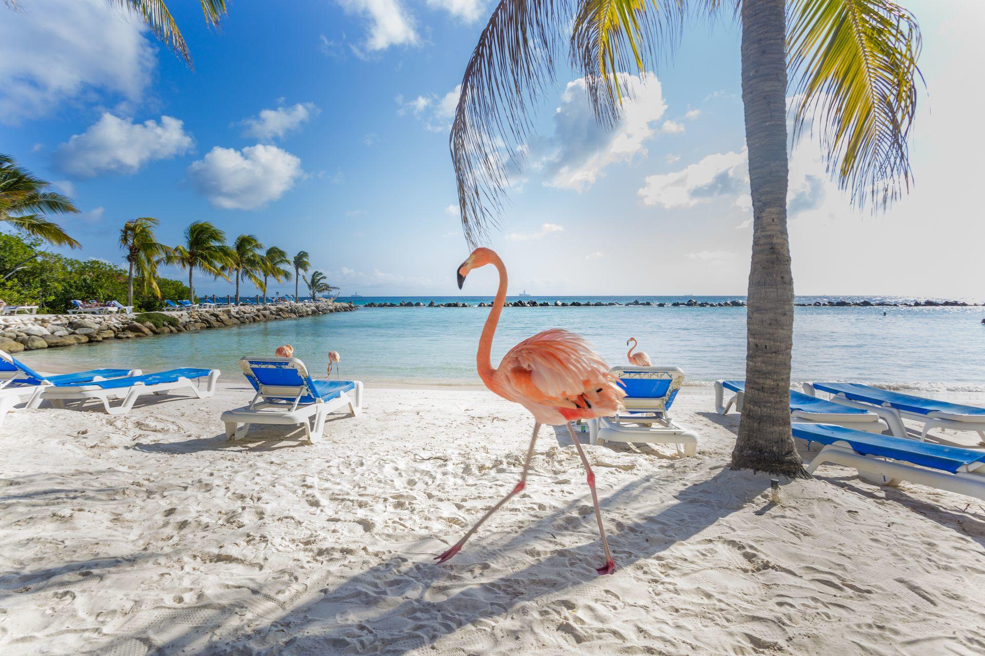 Aruba flamingi na plaży na Karaibach