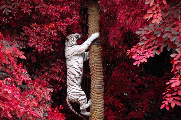 biały tygrys na tle czerwonego drzewa