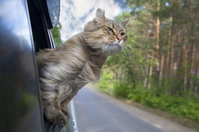 kot na wakacjach wygląda przez okno samochodu