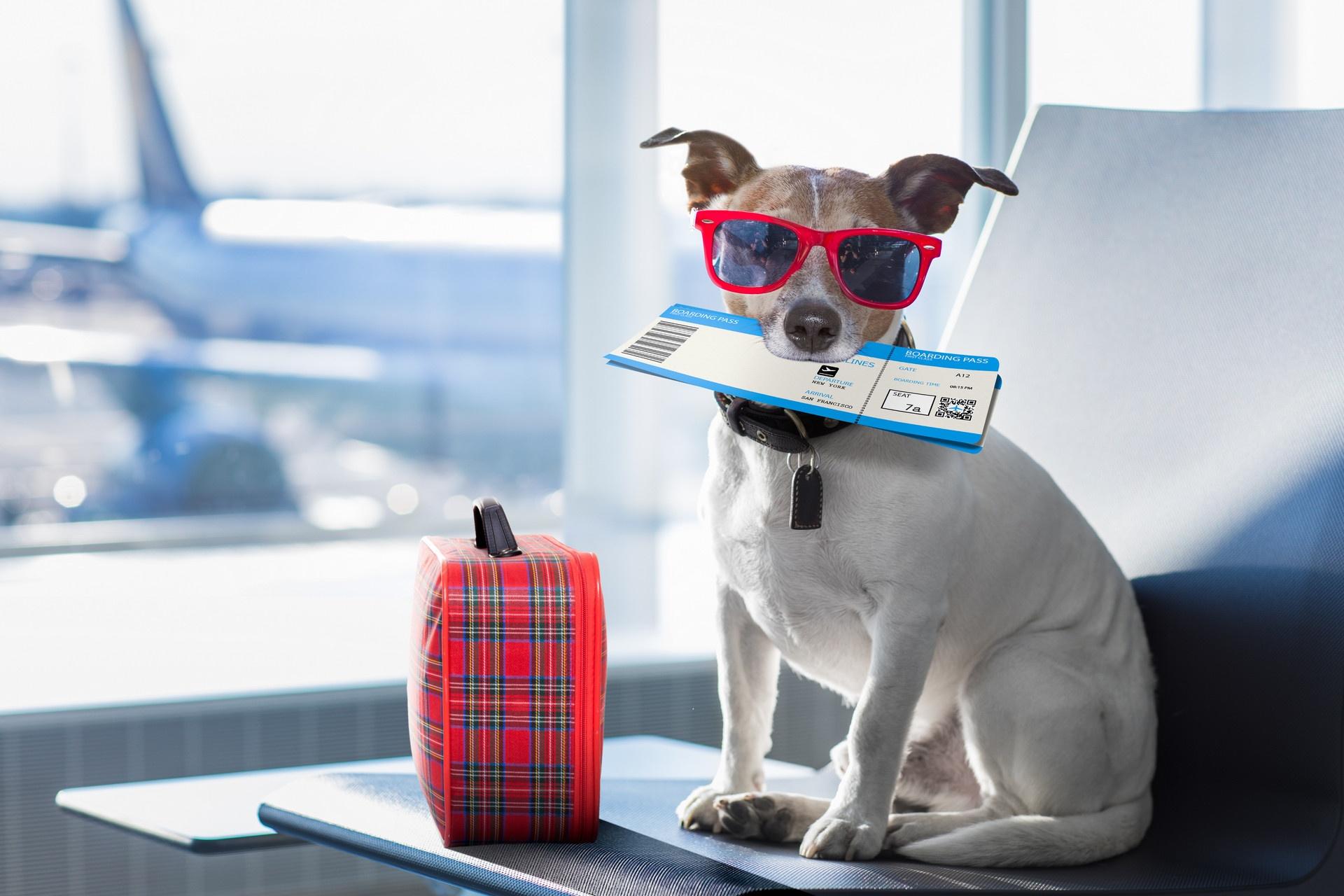 pies na wakacjach w samolocie z biletem w zębach