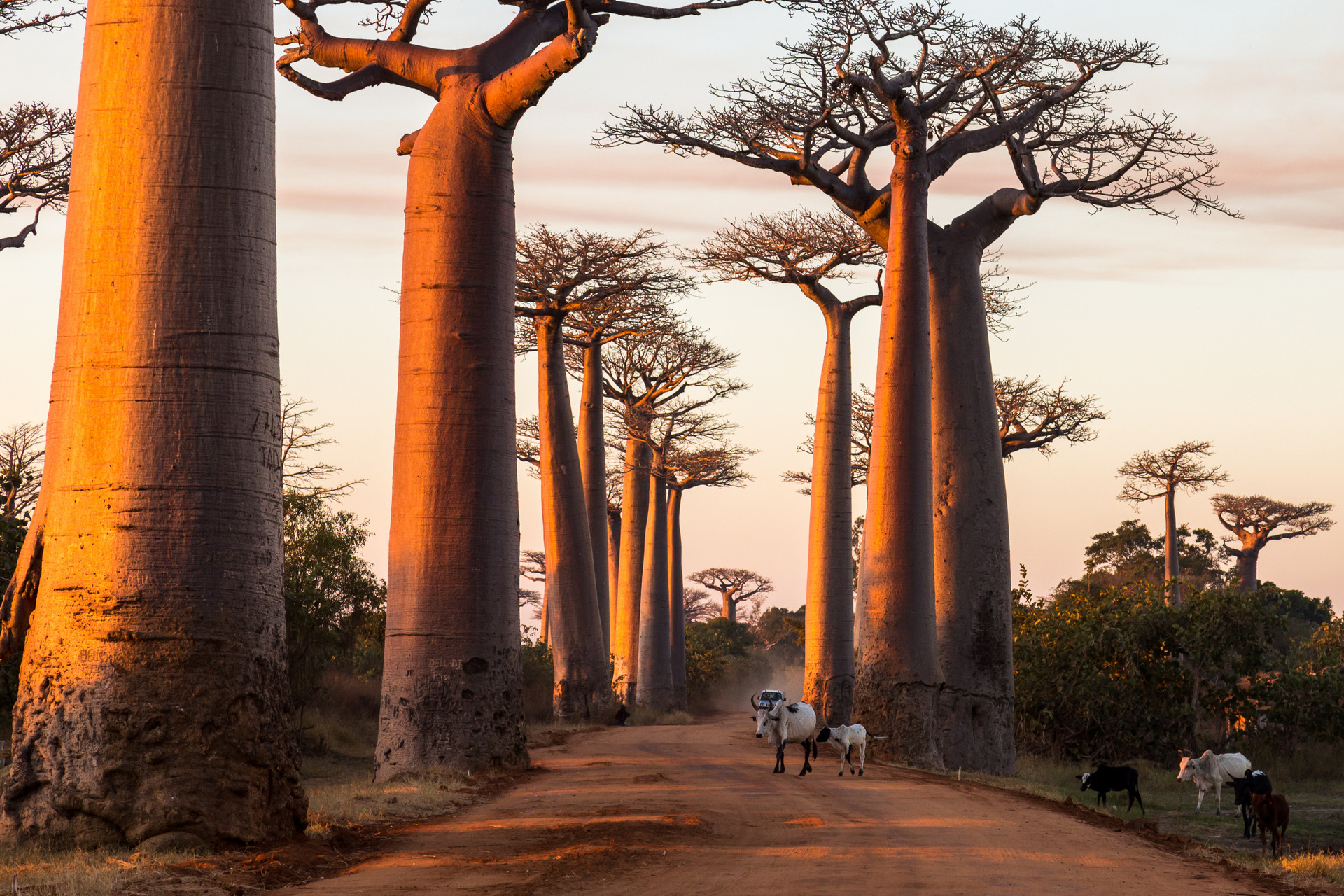 baobaby aleja baobabów – drzewa butelkowe na madagaskarze
