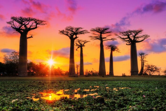 baobaby na Madagaskarze o zachodzie słońca