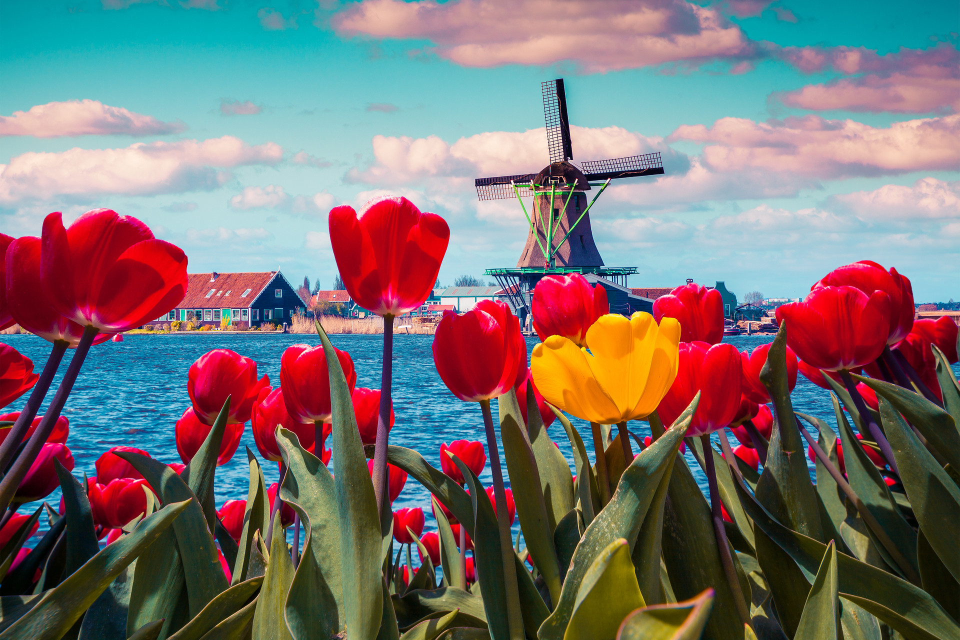 kwitnące tulipany w holandii z wiatrakiem w tle