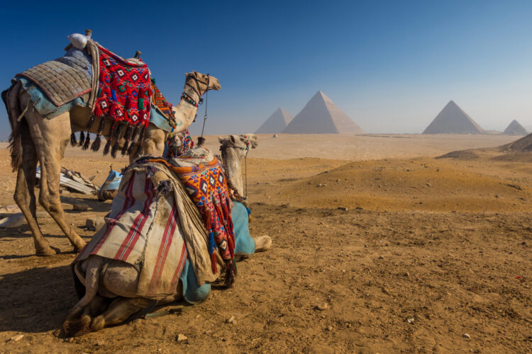 wielbłądy na tle piramid w gizie