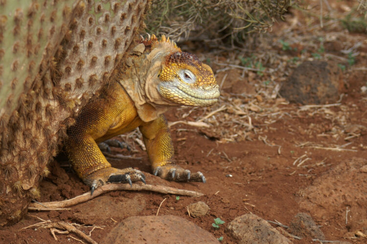 złocisto-żółta iguana kryjąca się za kaktusem