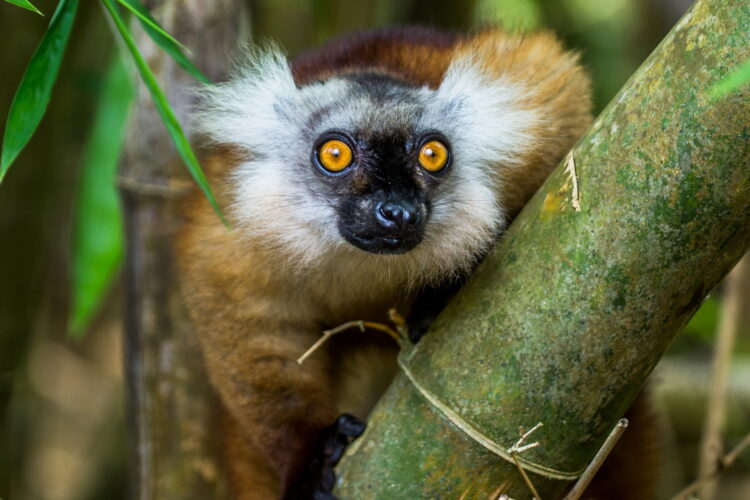 lemur z wyspy madagaskar na drzewie