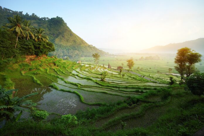 tarasy ryżowe na Bali