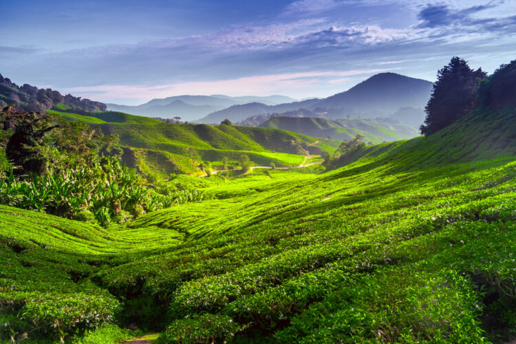 plantacja herbaty w cameron highlands malezja