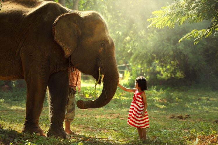 dorosły słoń i mała dziewczynka w czerwono-białej sukience stoją naprzeciw siebie