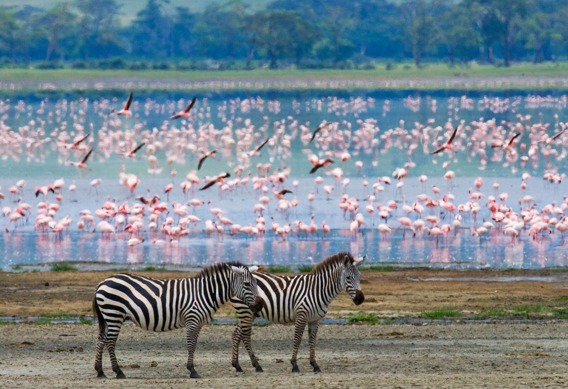 zebry na tle stada flamingów w Parku Serengeti