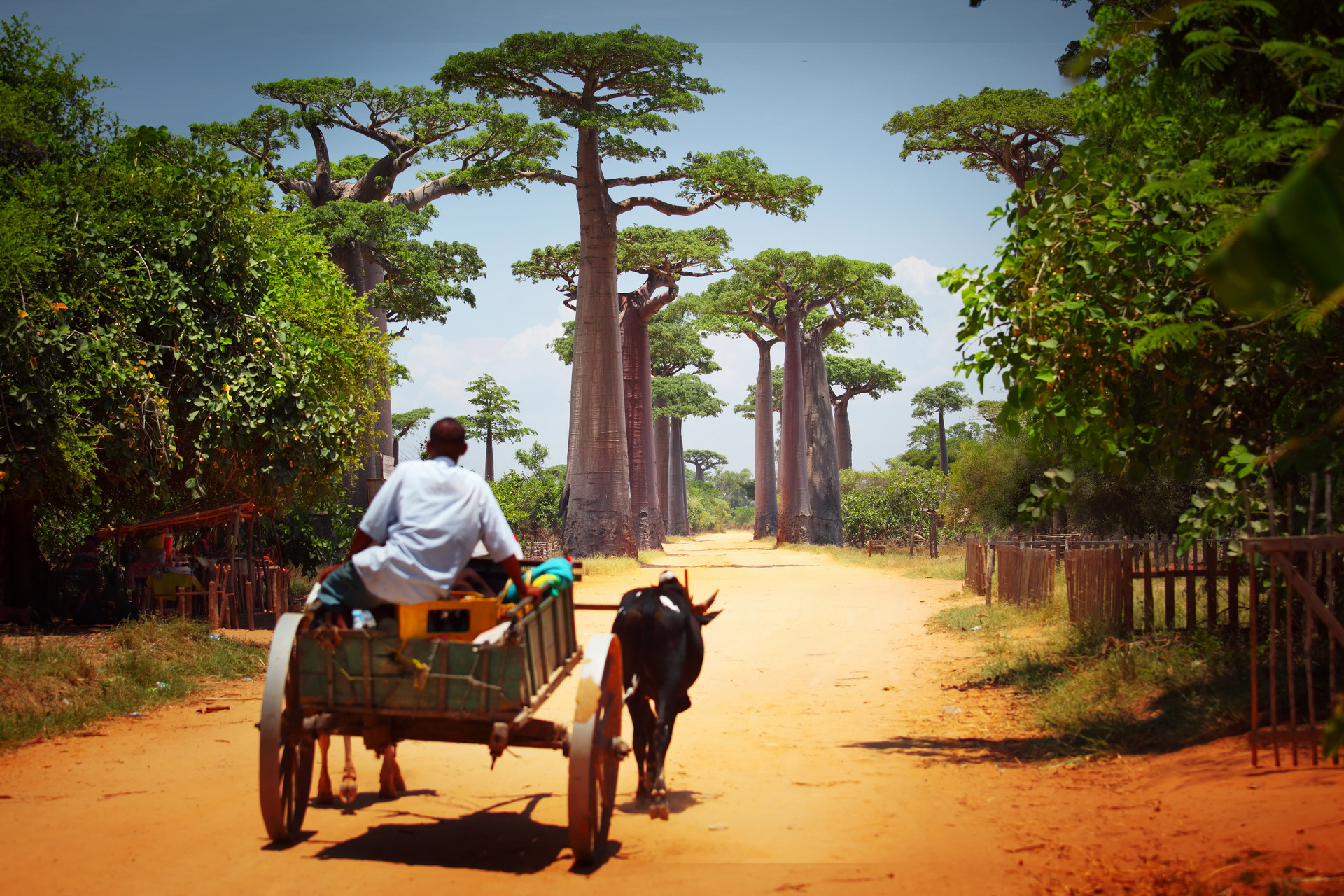 dorożka z zebu na madagaskarze i baobaby