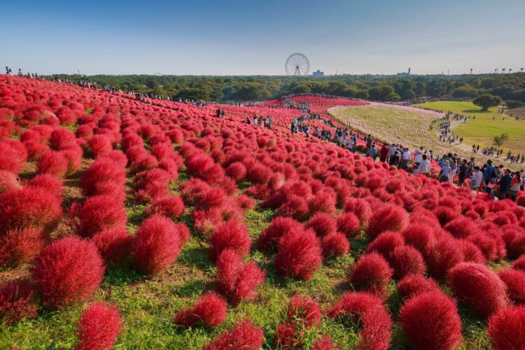 czerwone rośliny w parku w japonii