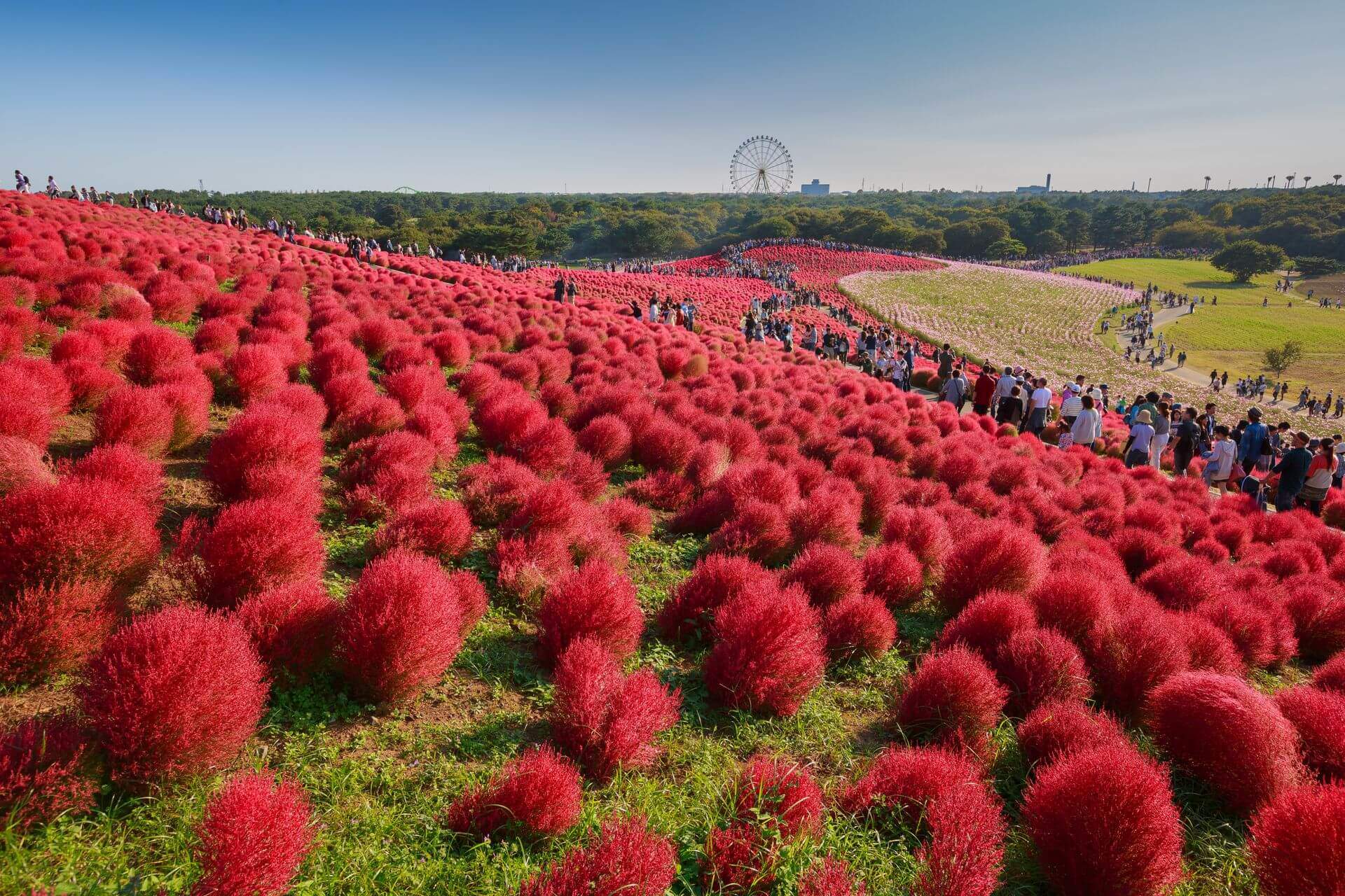 czerwone rośliny w parku w japonii