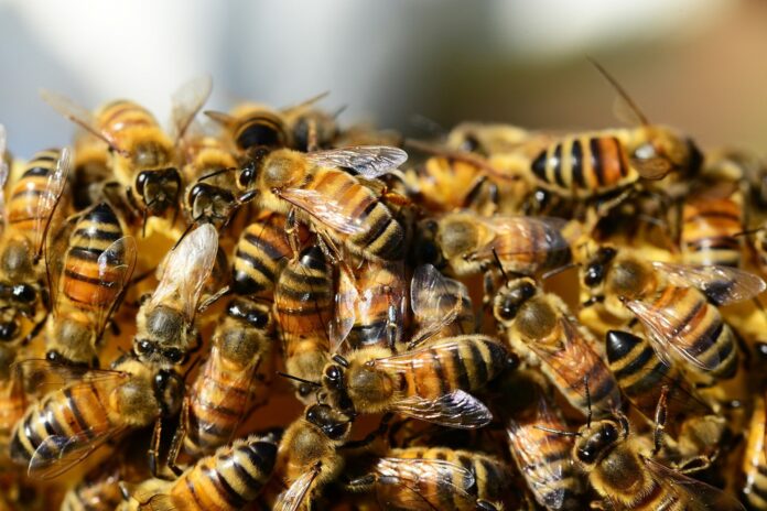 Pszczoły w samolocie.