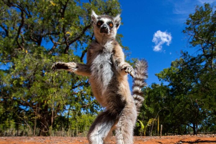 lemur z wyspy madagaskar stoi na dwóch łapach