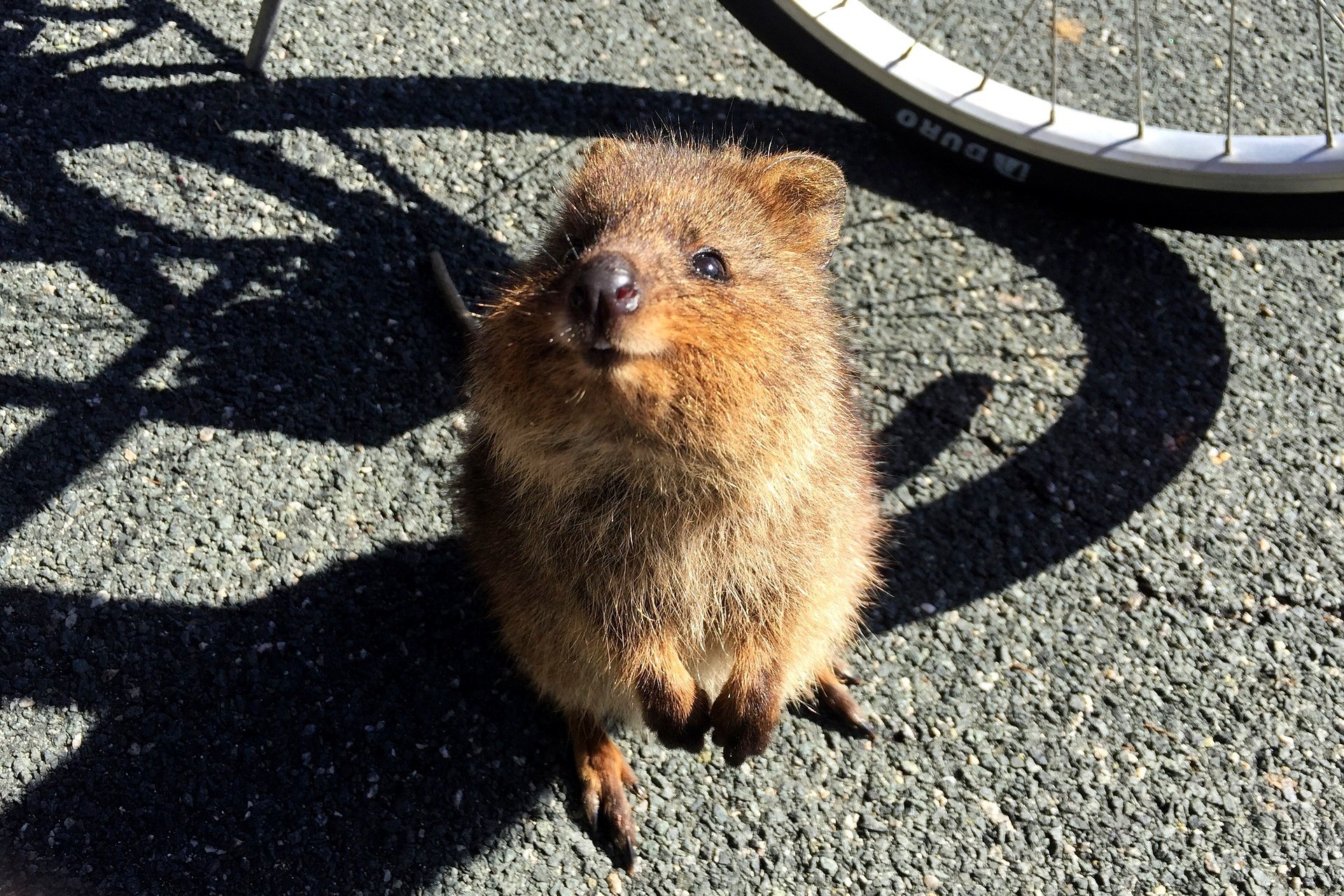 Kuoki żyją na Rottnest