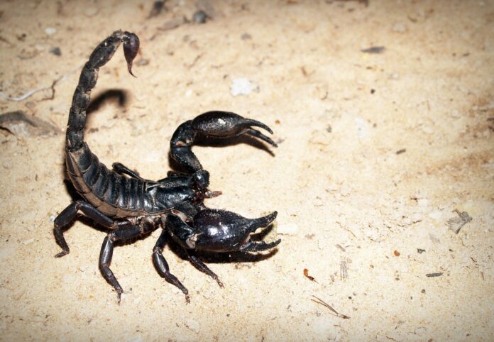 skorpion czarny nastroszony przed atakiem