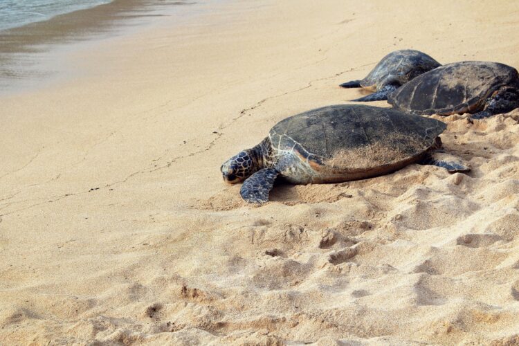 żółwie morskie na plaży