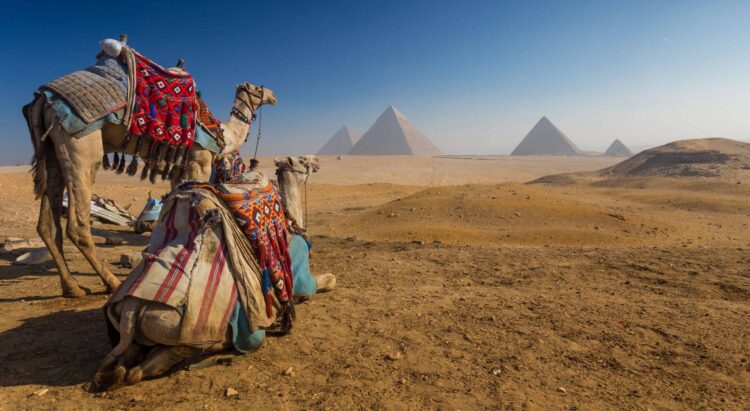 wielbłądy patrzące na piramidy