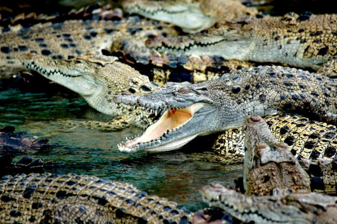 duża grupa krokodyli
