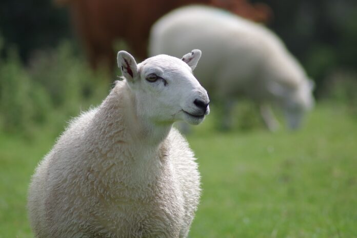Owce na trawie