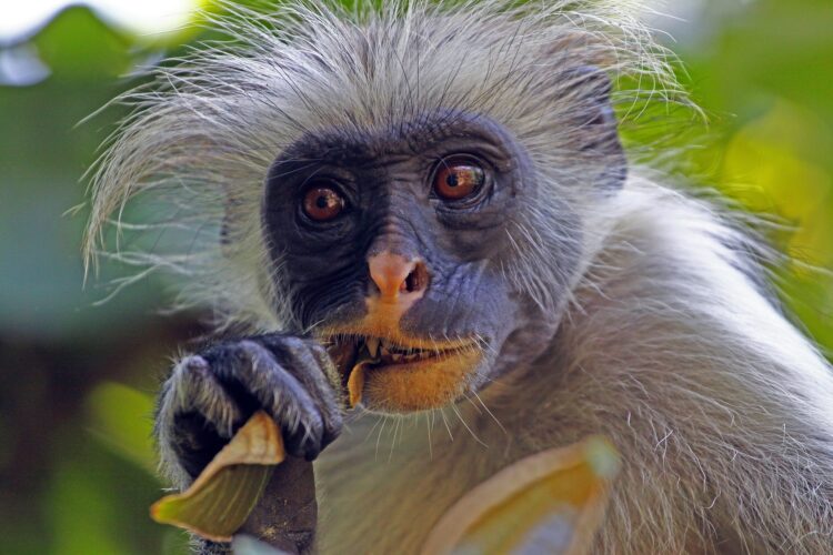 Jozani National Park, Zanzibar