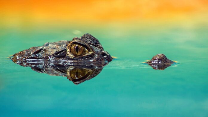 oczy krokodyla wystające ponad powierzchnię wody