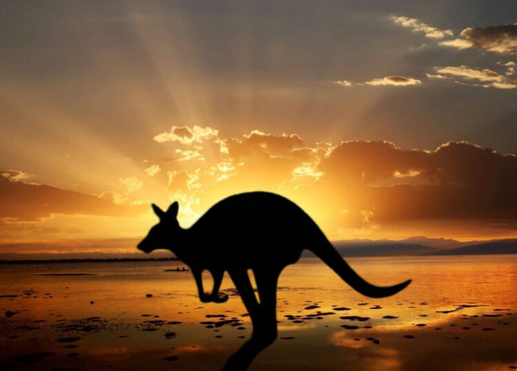 kangur na tle zachodzącego słońca