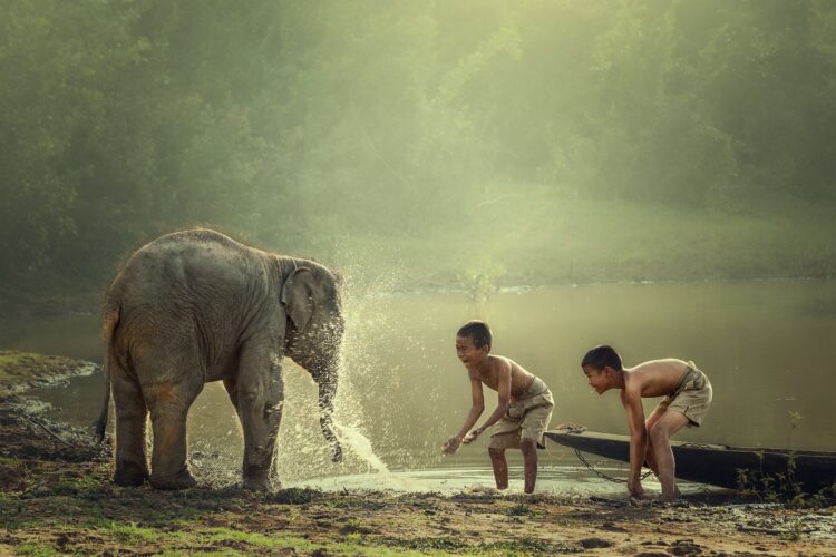 Dwóch chłopców bawi się ze słoniem