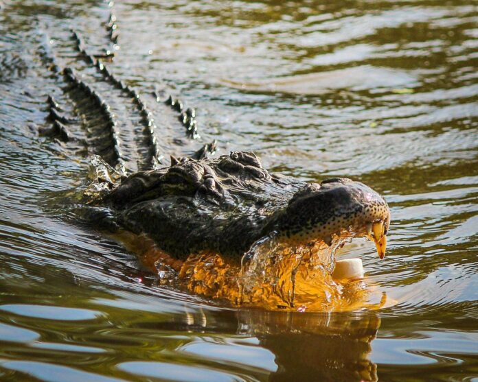 płynący aligator