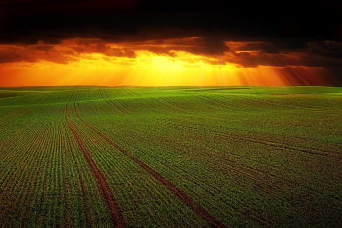 zielone pole ze złotym zachodem słońca