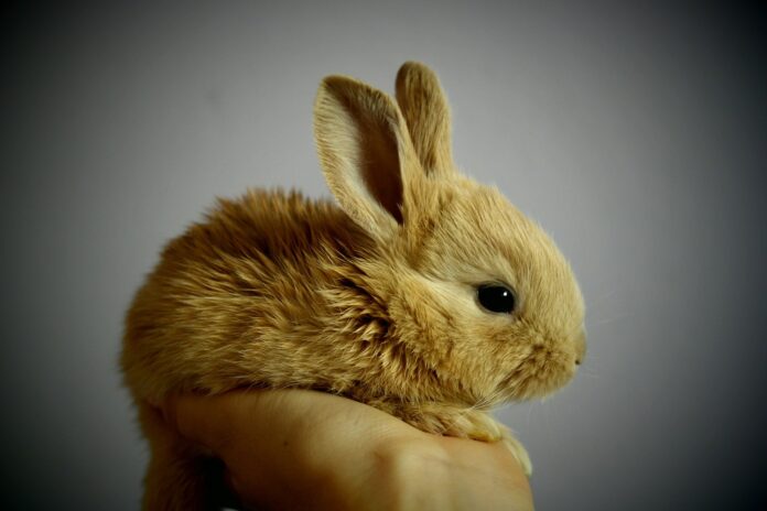 malutki królik na dłoni