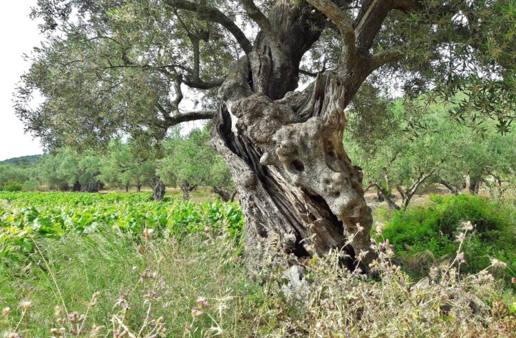 stare drzewo oliwne