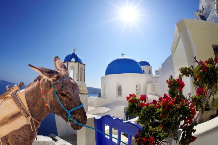 osioł na wyspie santorini