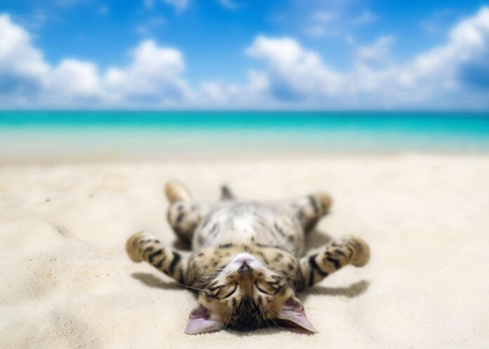 kot wylegujący się na plaży
