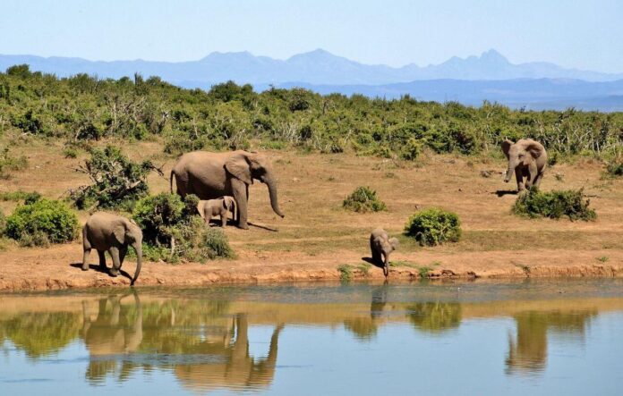 słonie u wodopoju na safari