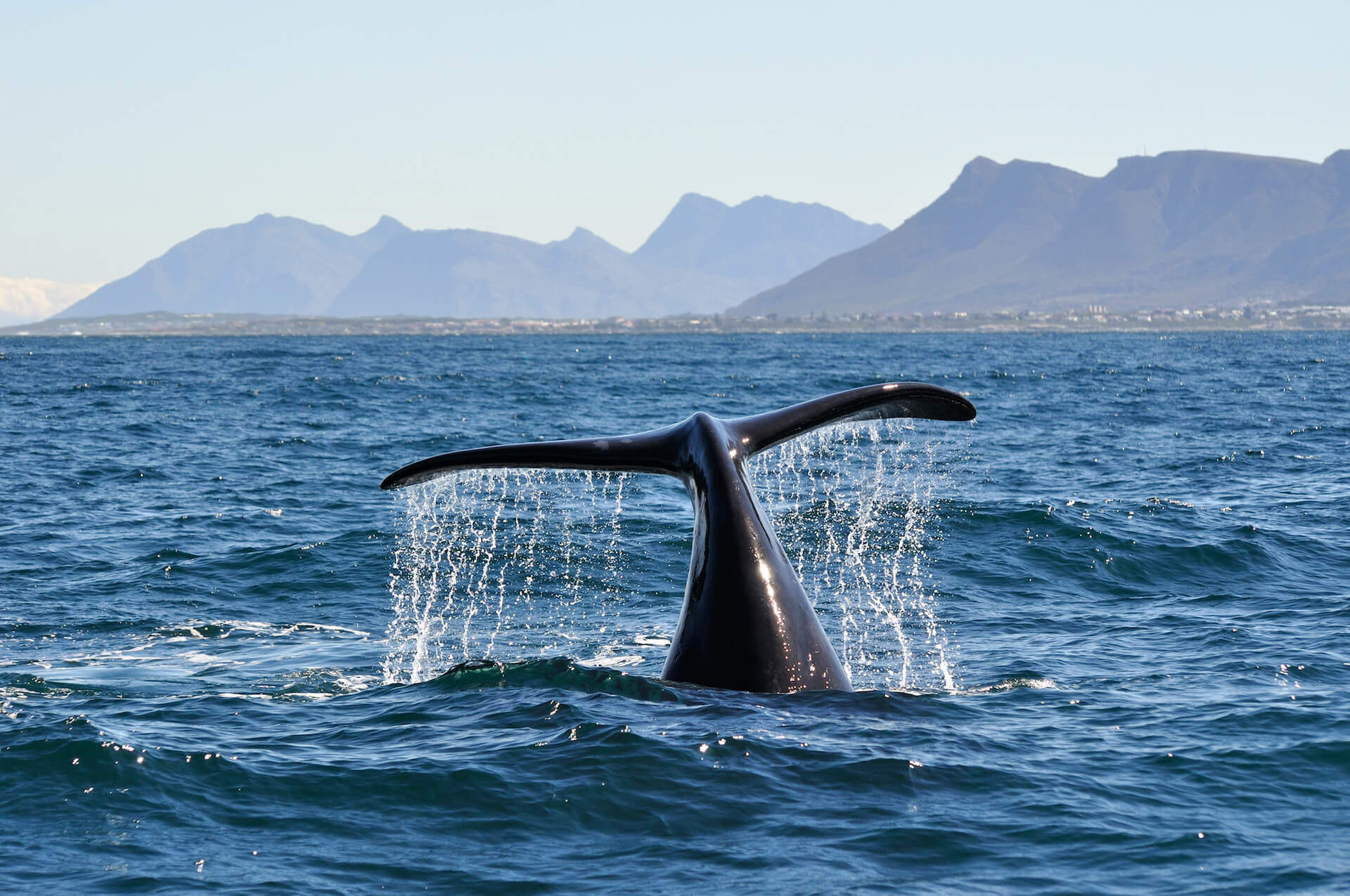 ogon wieloryba wynurzający się z wody