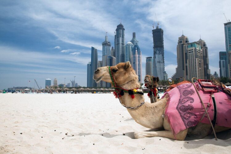 Wielbłąd na plaży Dubaj