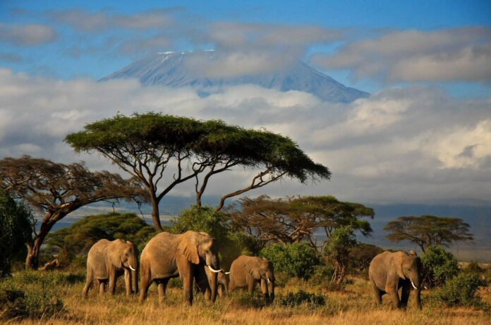 słonie na sawannie z Kilimandżaro w tle