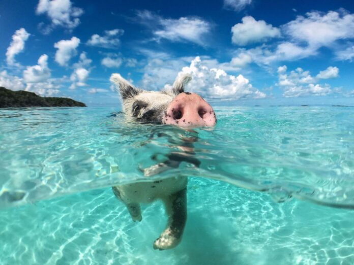 świnka pływająca w czystej wodzie