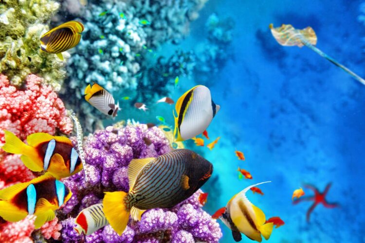 kolorowe ryby przy rafie koralowej