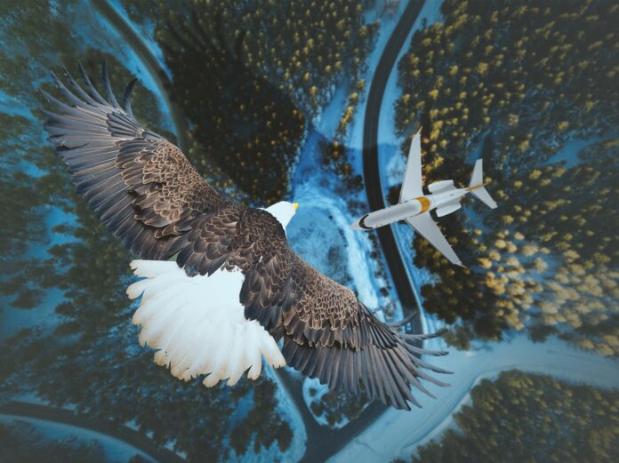 ptak lecący nad samolotem
